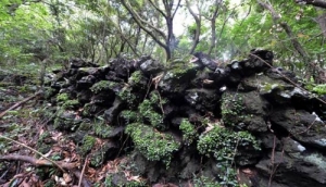 Jeju Gotjawal Provincial Park Emerges as New Nature Reserve
