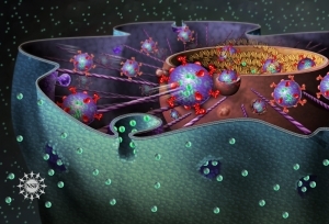 Development of a Nano Drug Carrier System Targeting Nuclei