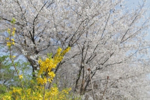 [포토] 개나리와 벚꽃의 근사한 콜라보레이션