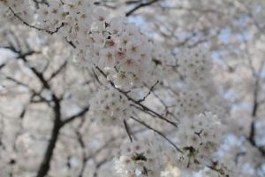 [포토] 달콤하고 향기로운 벚꽃 내음이 거리 한가득