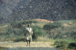 Satellites are helping to predict favourable conditions for desert locusts to swarm