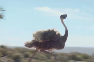 Samsung’ Galaxy Brand Commercial 'Ostrich' Wins Big at One Club Awards